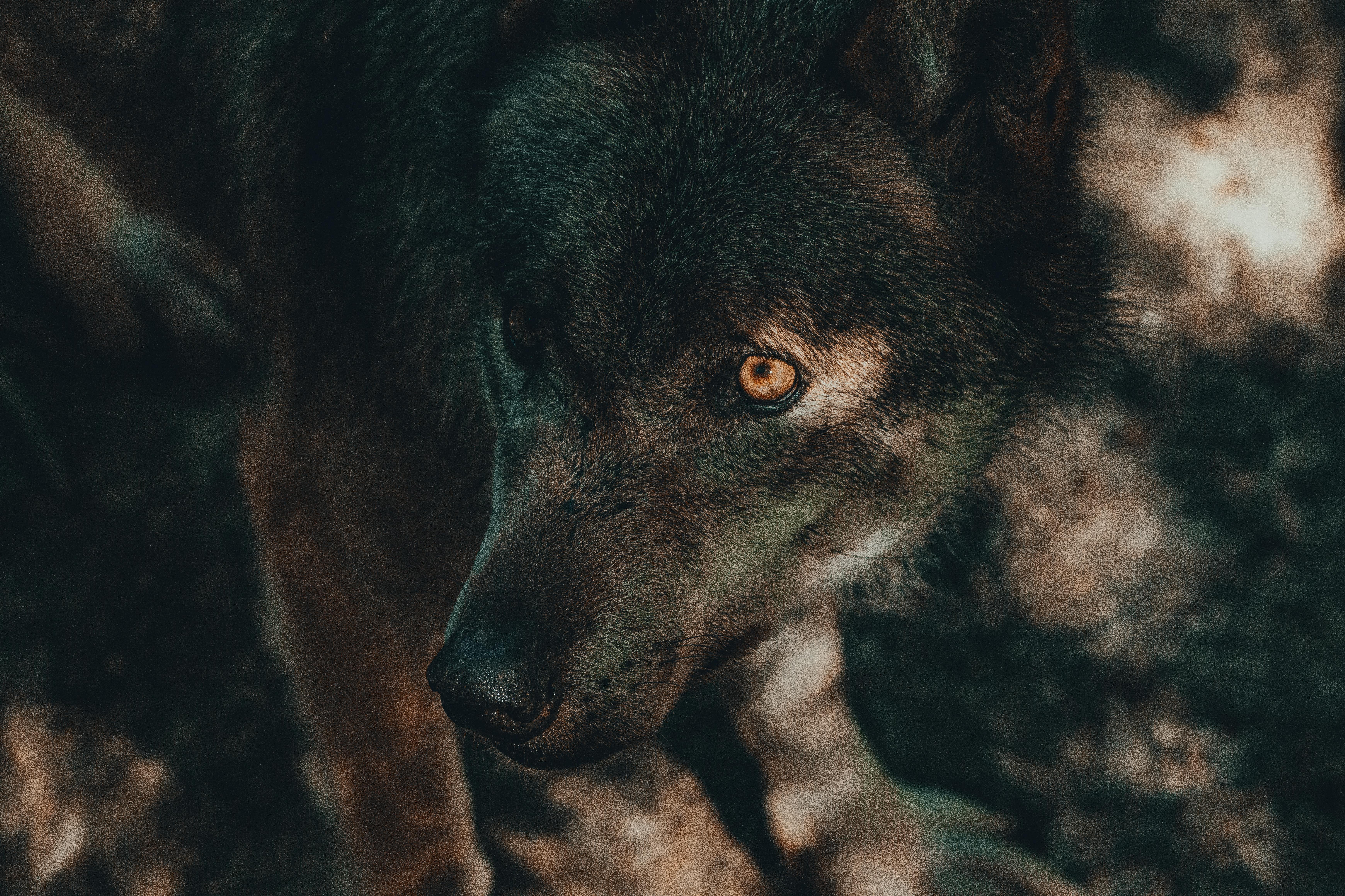 El expediente del hombre lobo